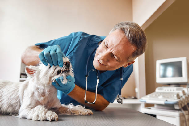 Best Same-Day Emergency Dental Services in Spring Arbor, MI